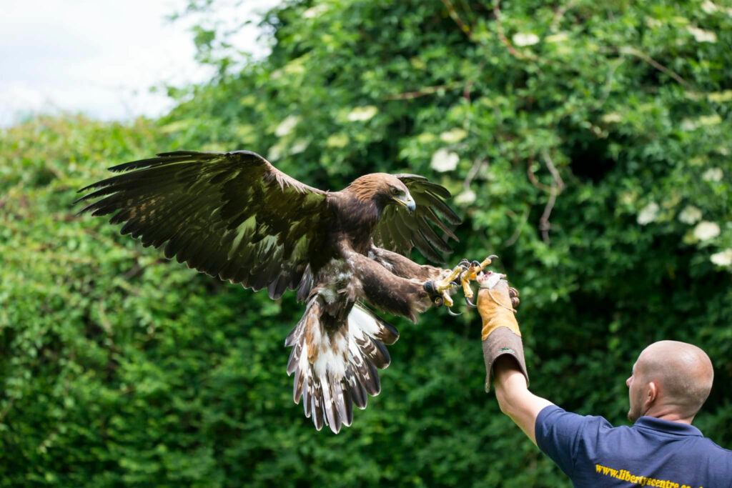 Libertys Owl, Raptor & Reptile Centre