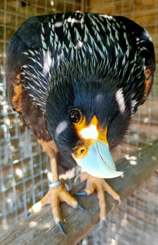 Libertys Owl, Raptor & Reptile Centre